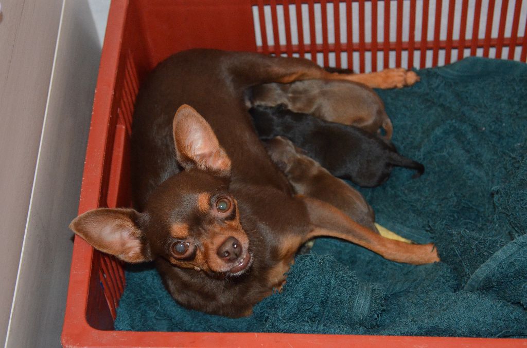 Chiot Russkiy Toy (Petit Chien Russe) De L'Empire Du Toy