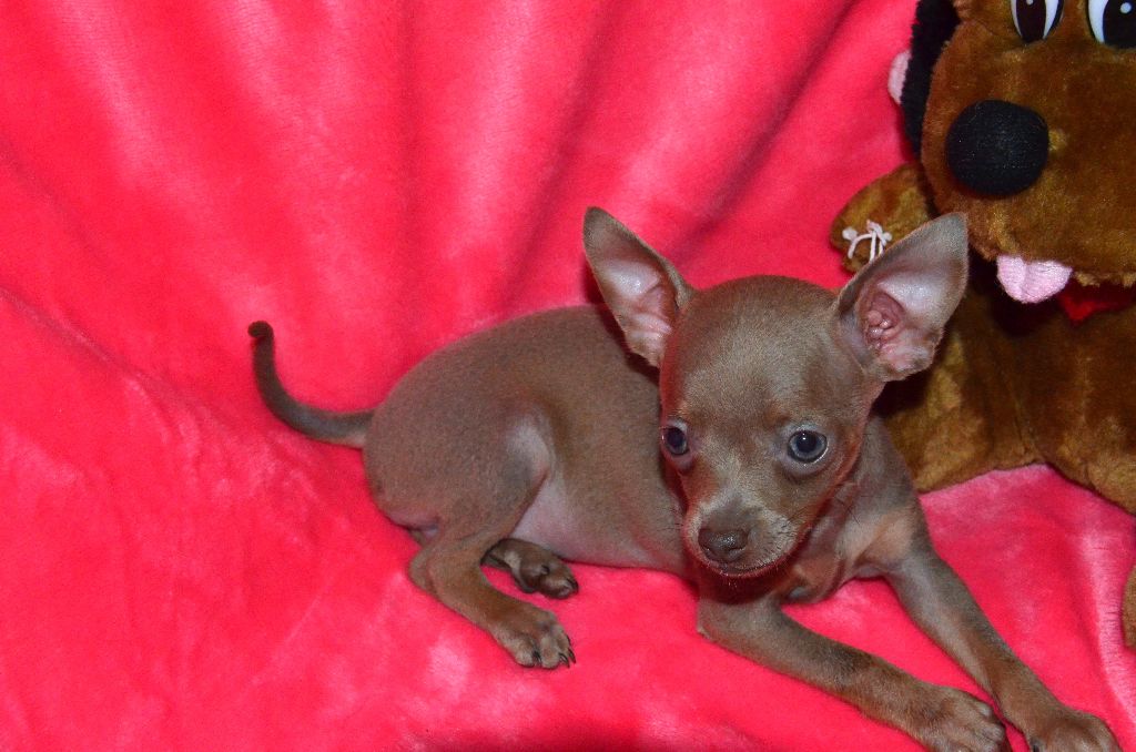 De L'Empire Du Toy - Chiots disponibles - Russkiy Toy (Petit Chien Russe)