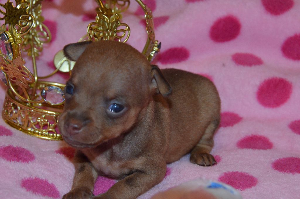 De L'Empire Du Toy - Chiots disponibles - Russkiy Toy (Petit Chien Russe)