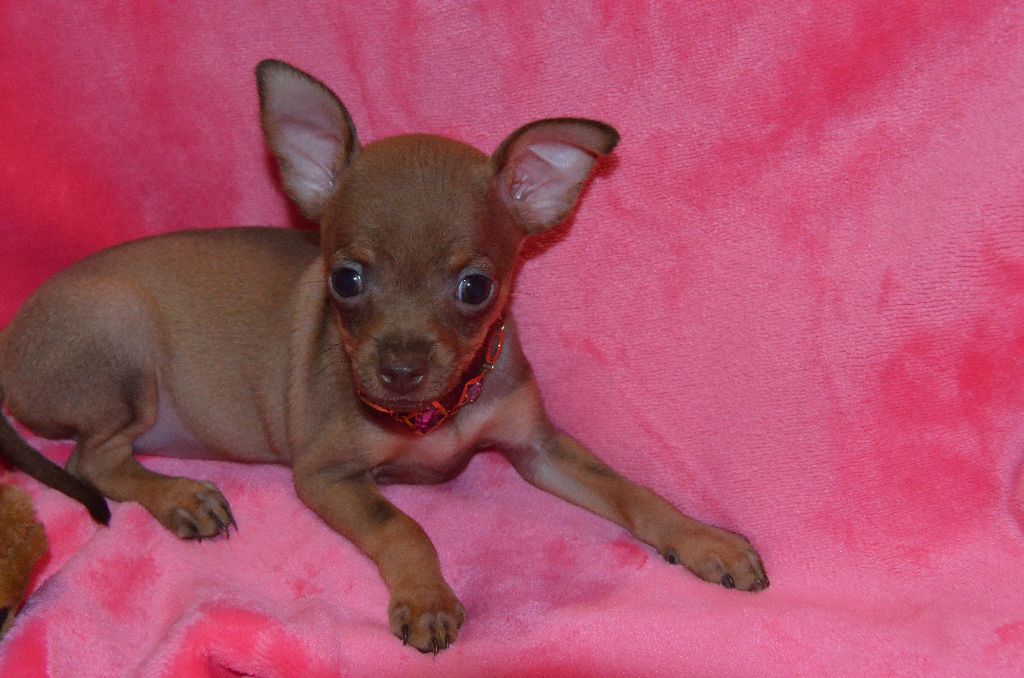 De L'Empire Du Toy - Chiots disponibles - Russkiy Toy (Petit Chien Russe)