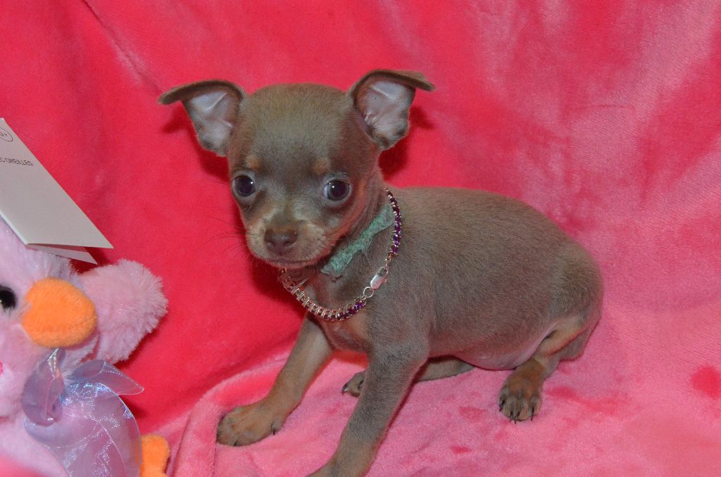 De L'Empire Du Toy - Chiots disponibles - Russkiy Toy (Petit Chien Russe)