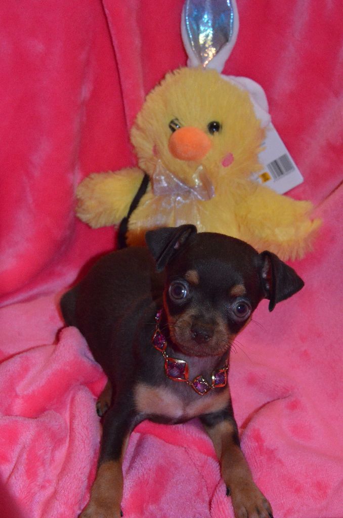 De L'Empire Du Toy - Chiots disponibles - Russkiy Toy (Petit Chien Russe)